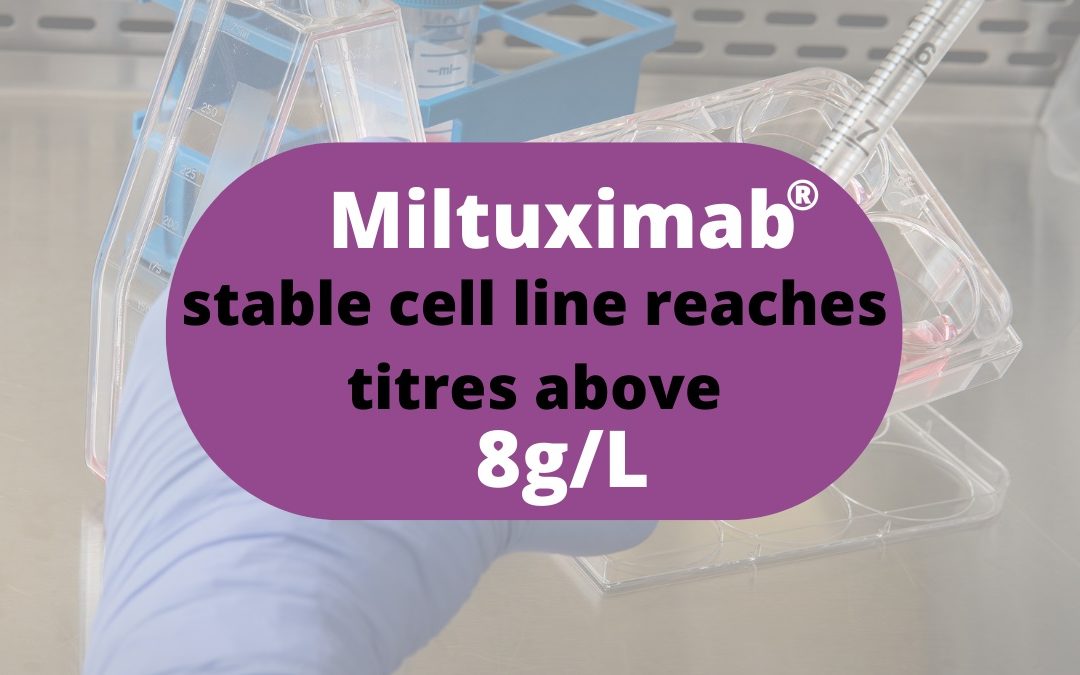 Miltuximab® stable cell line reaches titres above 8g/L
